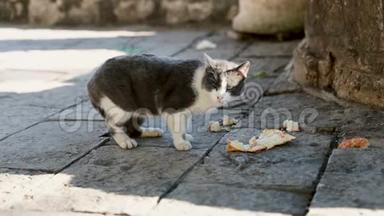<strong>猫</strong>坐在地上，在公园里户外吃<strong>猫粮</strong>。 无家可归的宠物在地板上吃食物。
